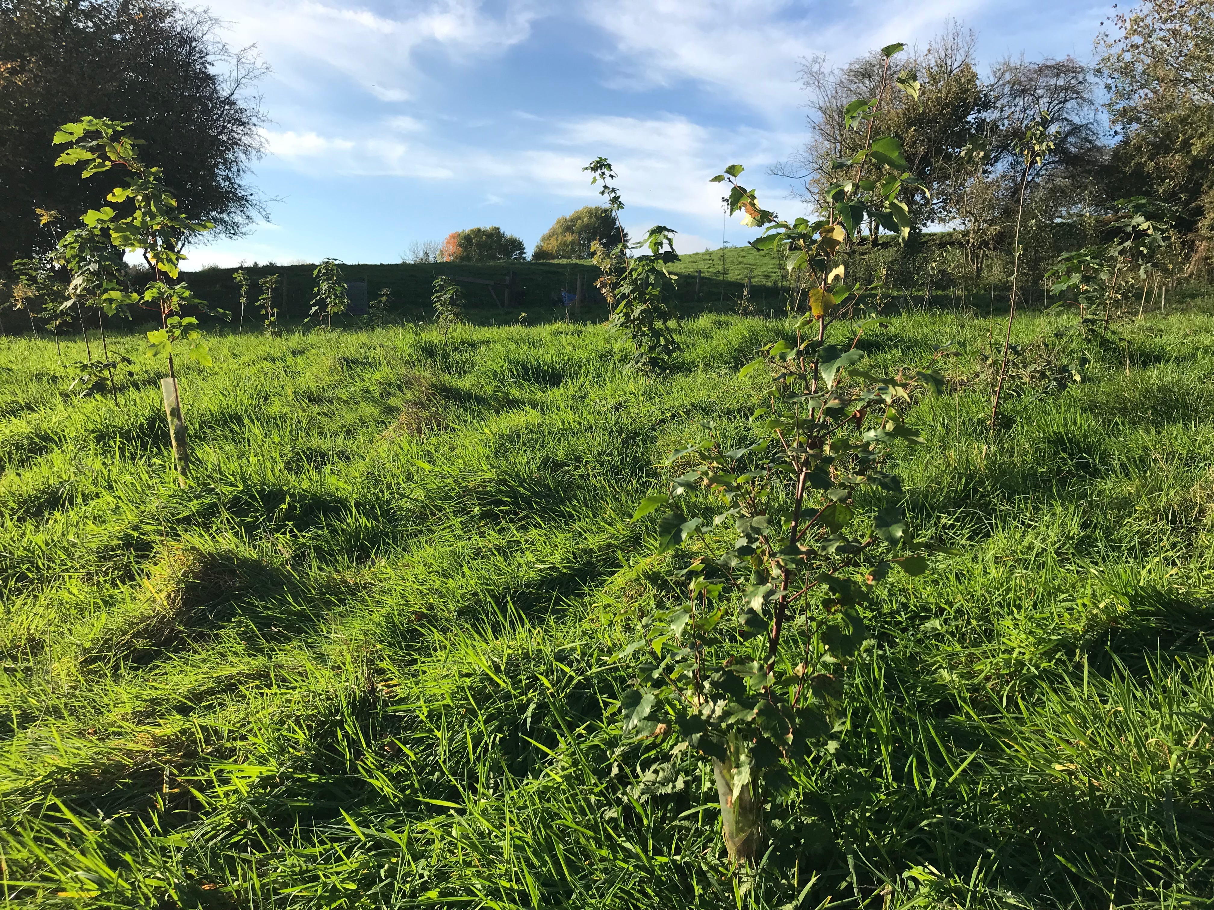 View of trees planted in a field for Woodland creation and carbon offsetting
